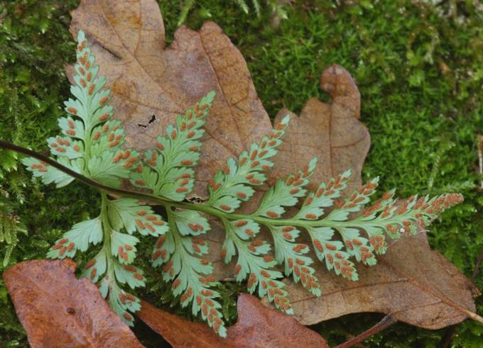 Asplenium onopteris e Asplenium adiantum-nigrum